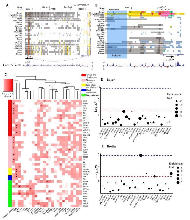 The regulatory elements involved in chicken monogenic traits, complex traits, and selection signatures.